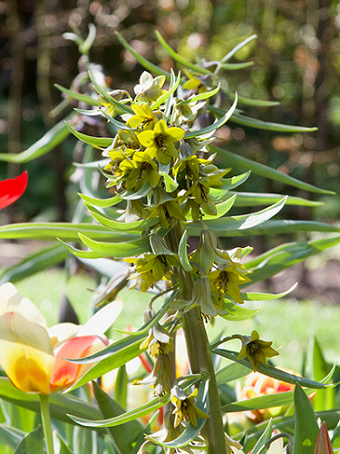 Fritillaria aurora.jpg